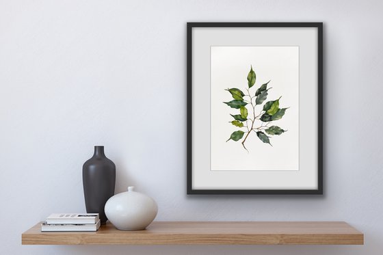 A sprig of Ficus Benjamin. Original watercolor artwork.