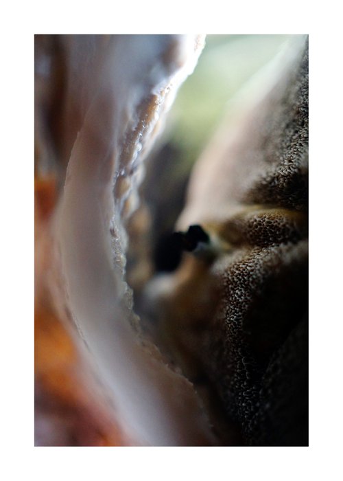 Abstract Mushroom Fantasy 04 by Richard Vloemans