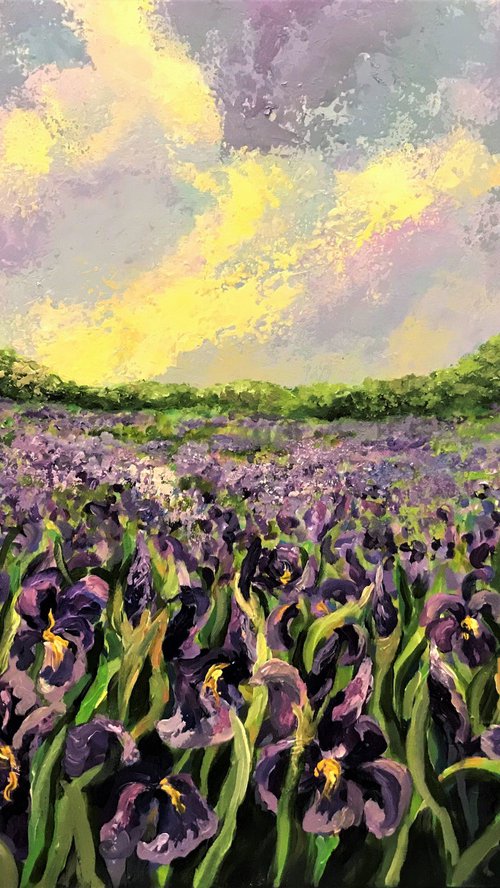 Field of Irises by Colette Baumback