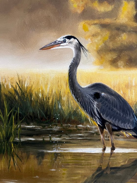 Great Blue Heron on Marsh
