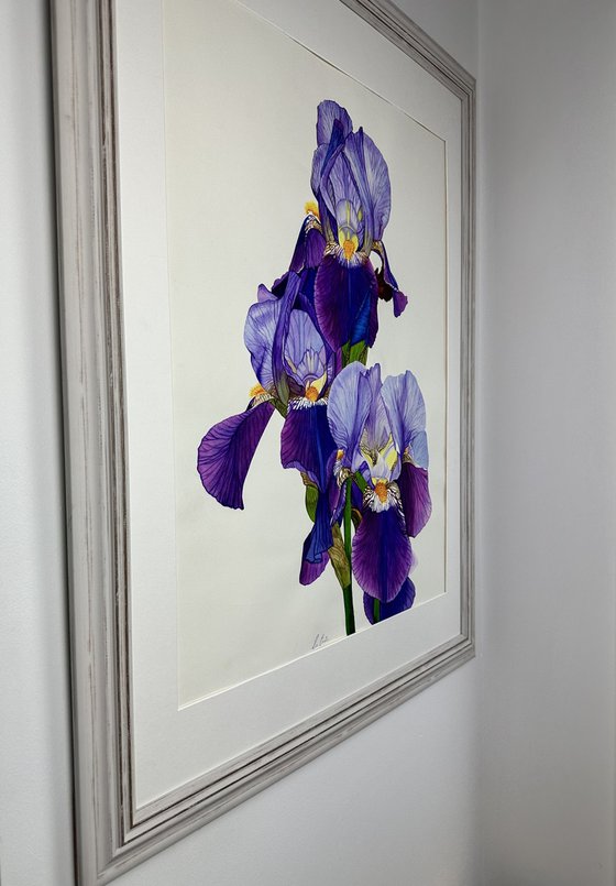 Purple Iris Original Watercolour Painting