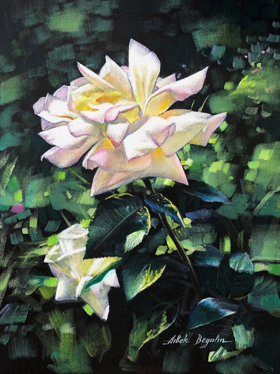 WHITE ROSE by Aibek Begalin