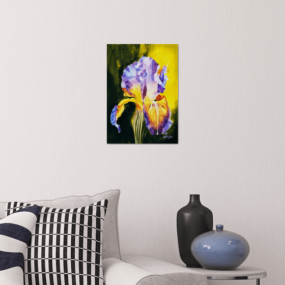 Iris