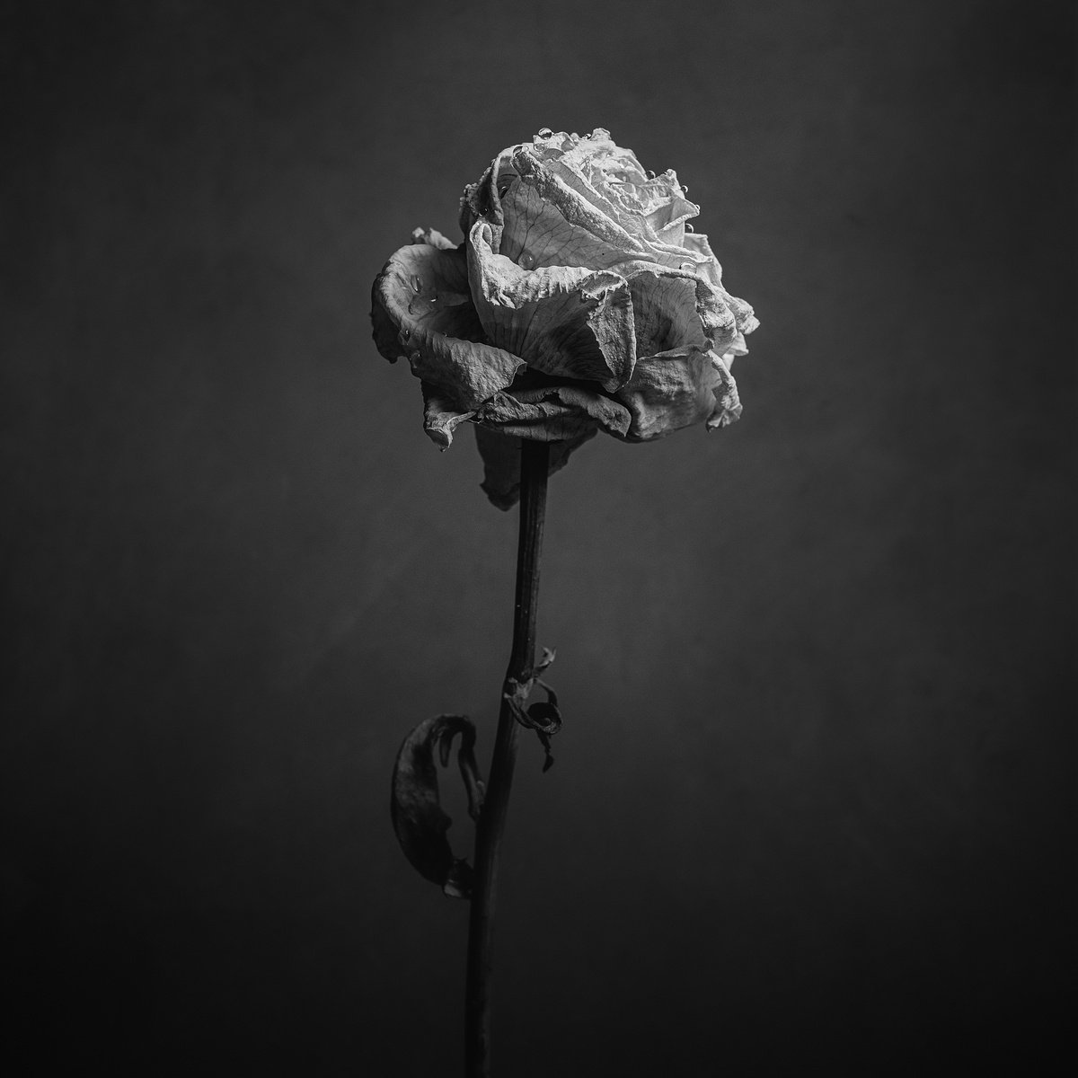 a rose out of time by Marcus Scott