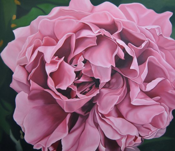 Pink peony