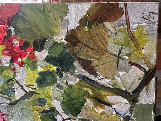 Red geraniums