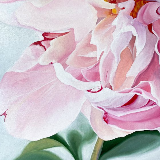 Pink Peony