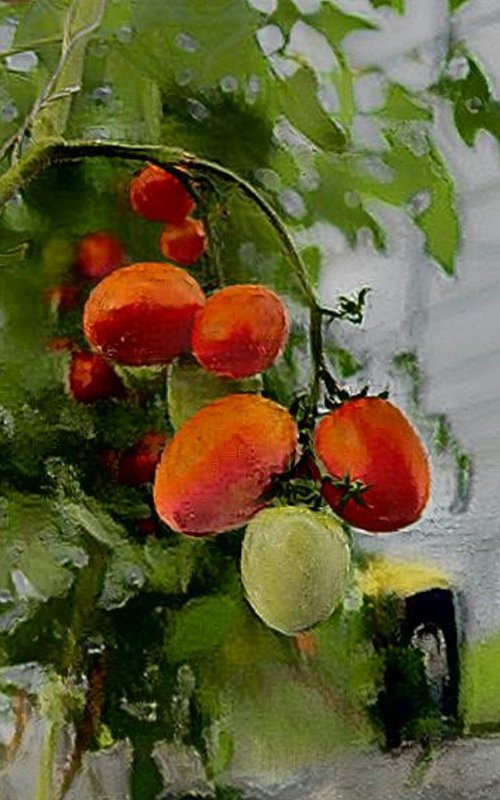 Les tomates du Village Potager by Danielle ARNAL