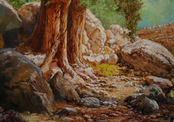Mountain oak