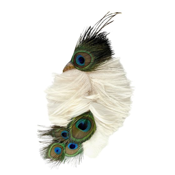 The young bird of paradise