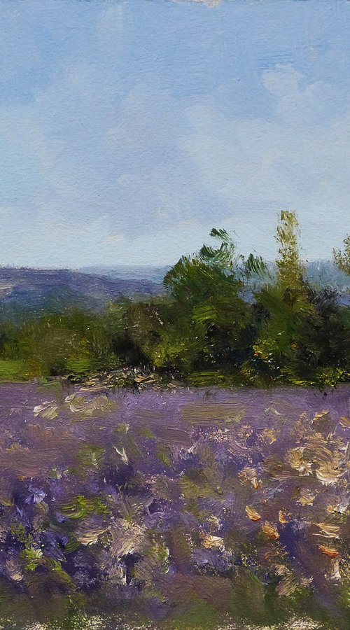 Summer fields in Haute-Provence by Pascal Giroud