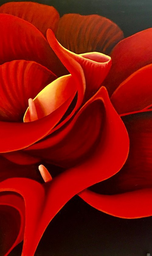 Red Cala Lilies -1- by Gilbert Lessard