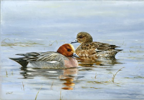 Wigeon, European wigeon pair