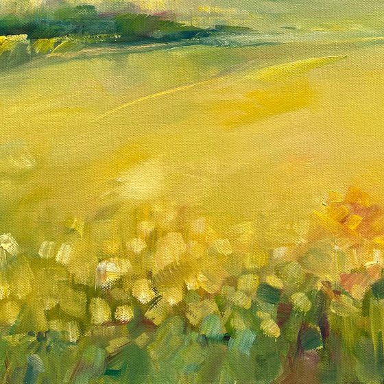 Wildflower Meadows