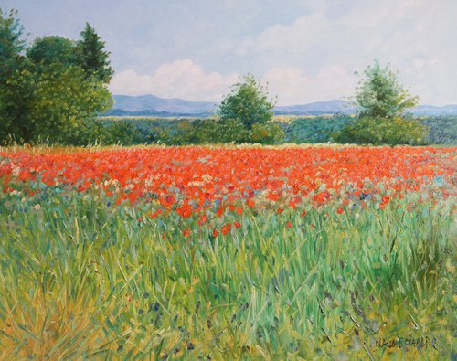 Field of poppies in Provence by Claudio Ciardi