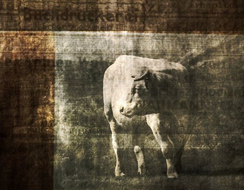 A Cow in a No Man's Land by Philippe berthier