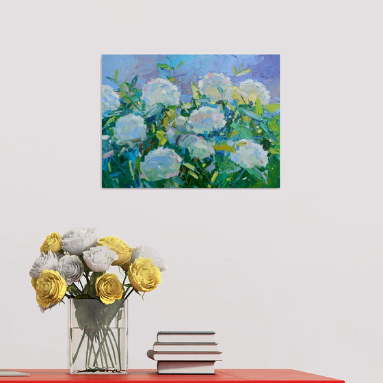 "  Hydrangea "
