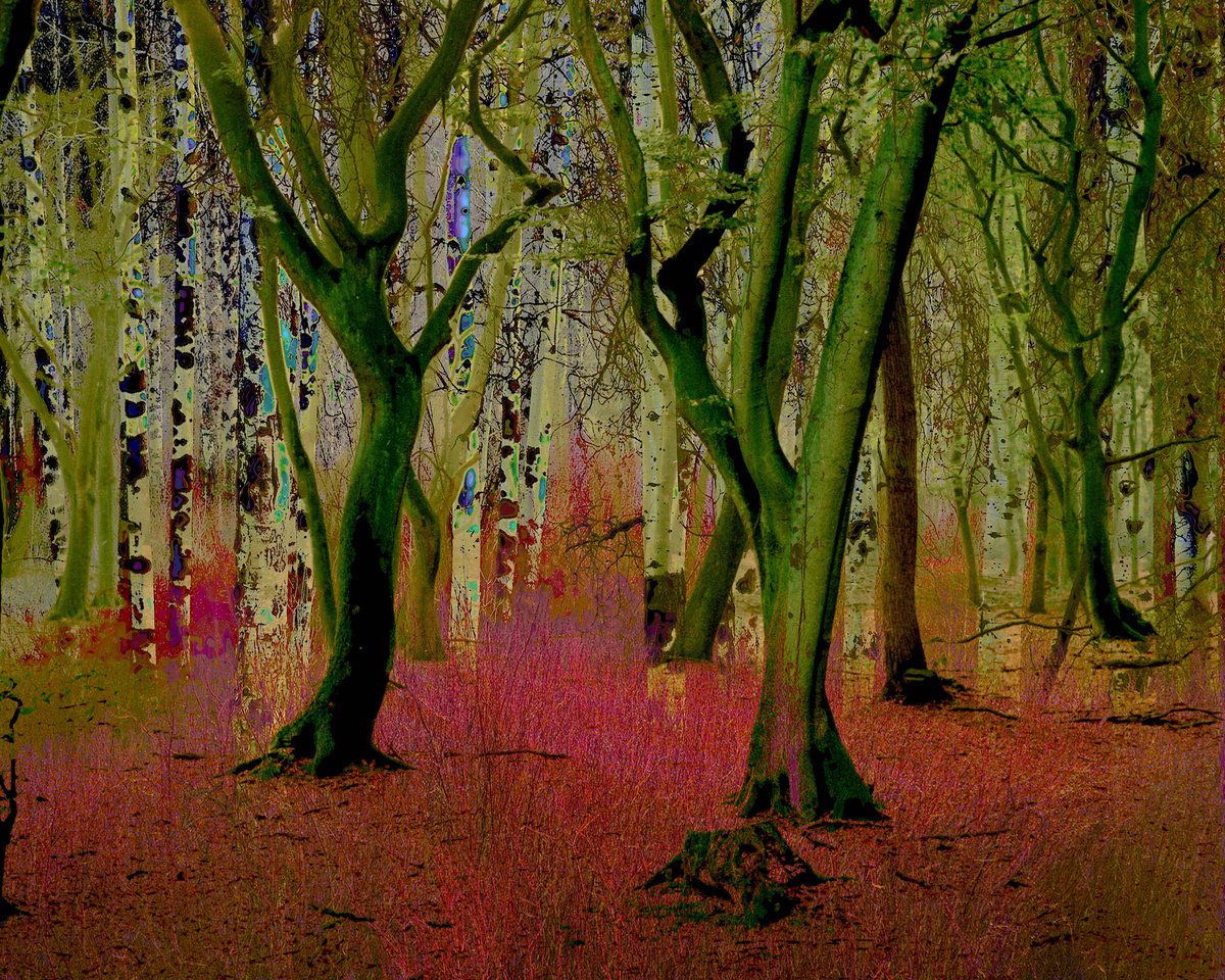 Expressive Landscape Photograph By Geert Lemmers Fpa, 39 X 31, Mysterious Woodland I, Original Artwork
