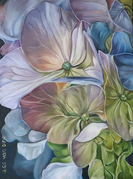 Hydrangea