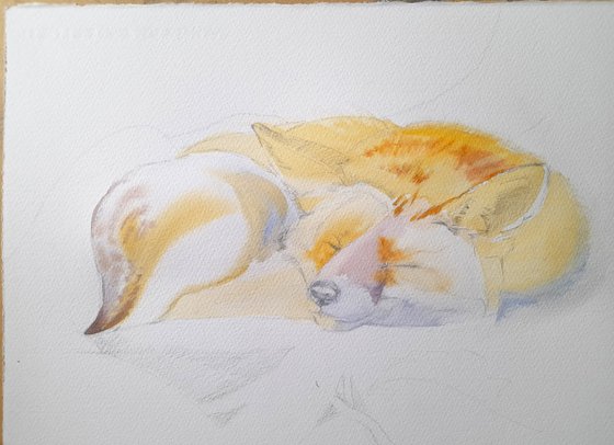 Sleeping Fox