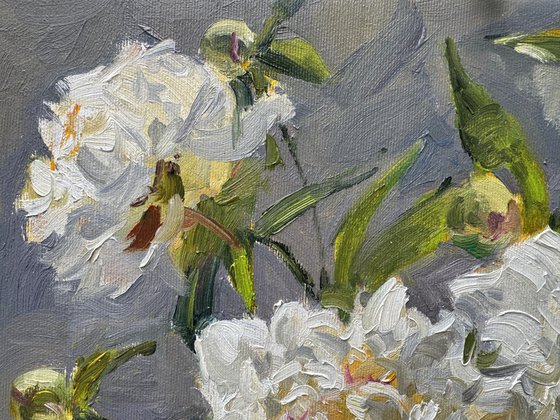 Lush White Peonies in Bloom