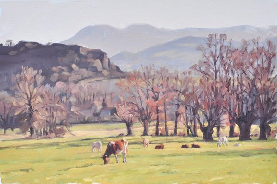 December 06, Saint Vincent, cows in the meadows