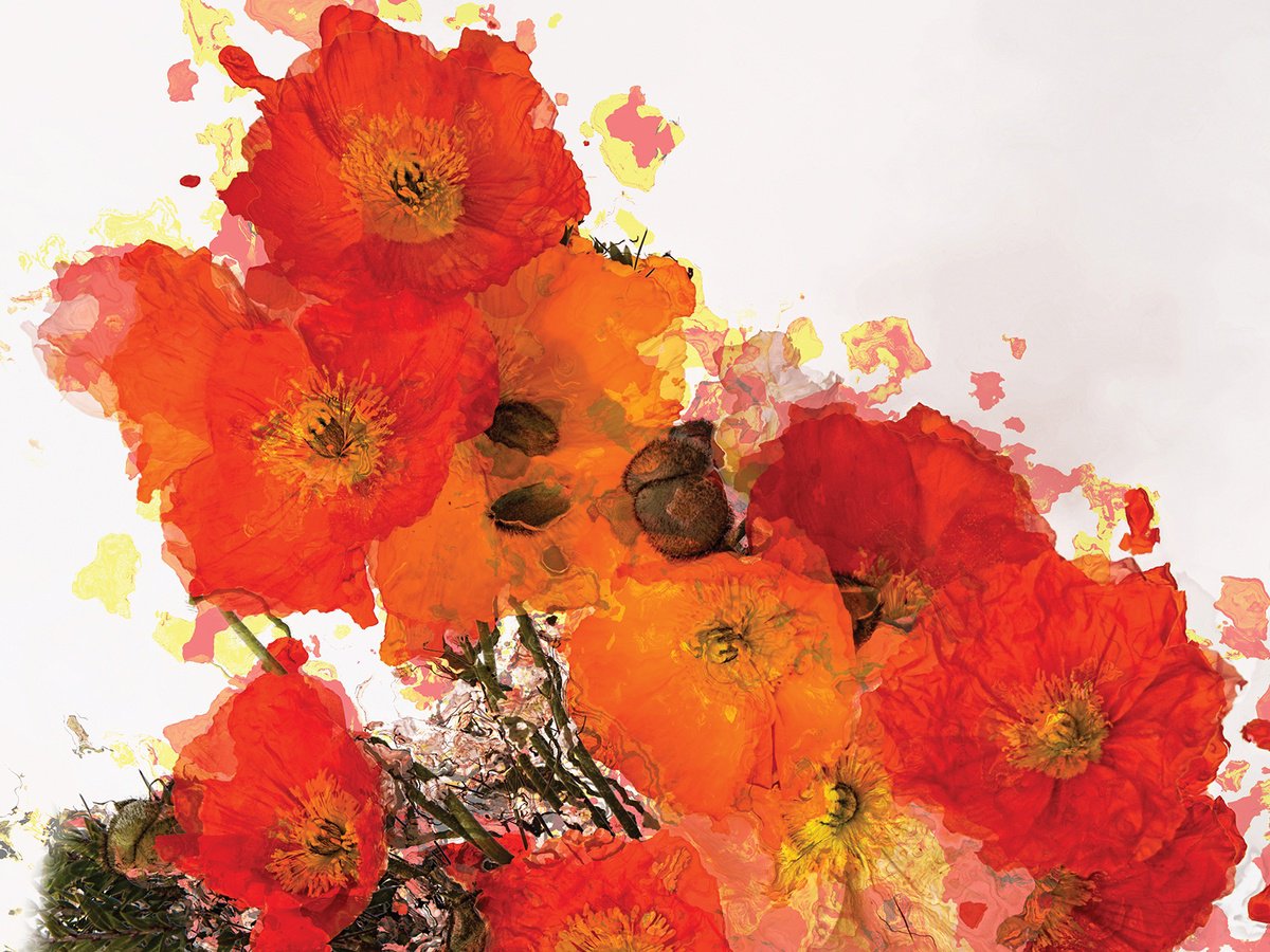 Amapolas/XL large original artwork by Javier Diaz