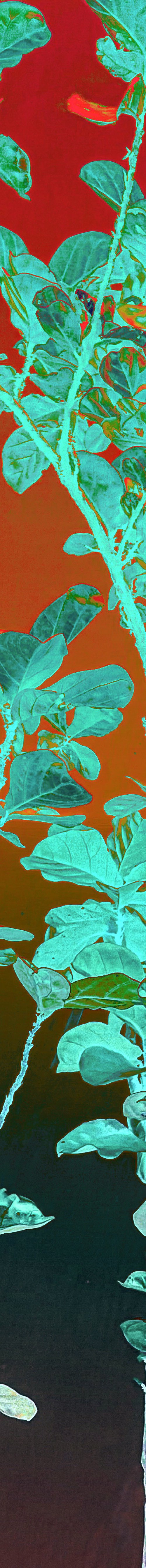 Tall fiddle fig by Sumit Mehndiratta