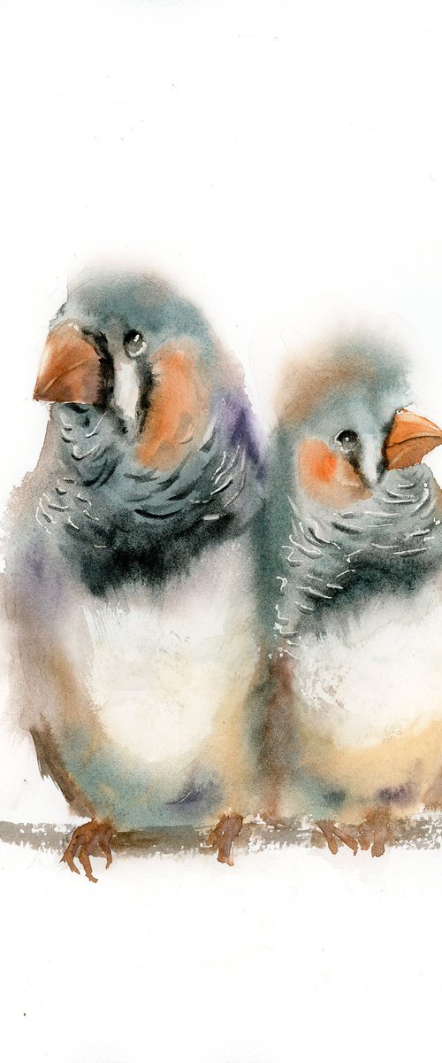 Pair of zebra finches by Olga Tchefranov (Shefranov)