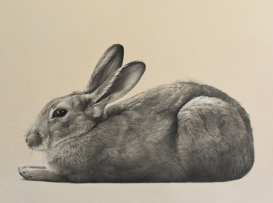 Resting Rabbit