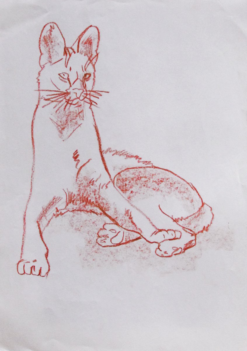 Photorealistic Animal Pastel Drawing By Kateryna Bortsova, 8 X 12", Cat Drawing, Original Artwork