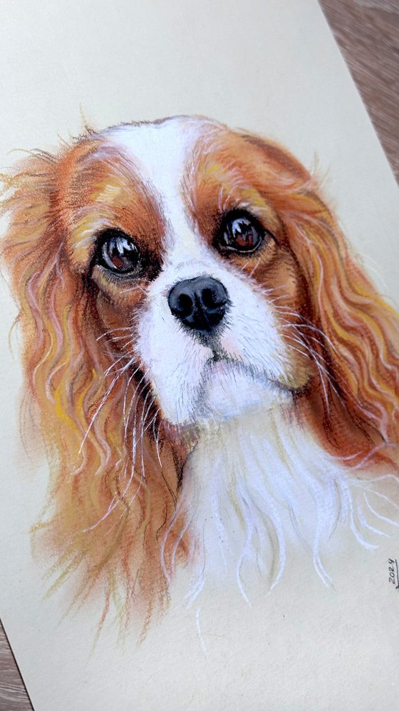 Gentle Cavalier King Charles Spaniel Portrait
