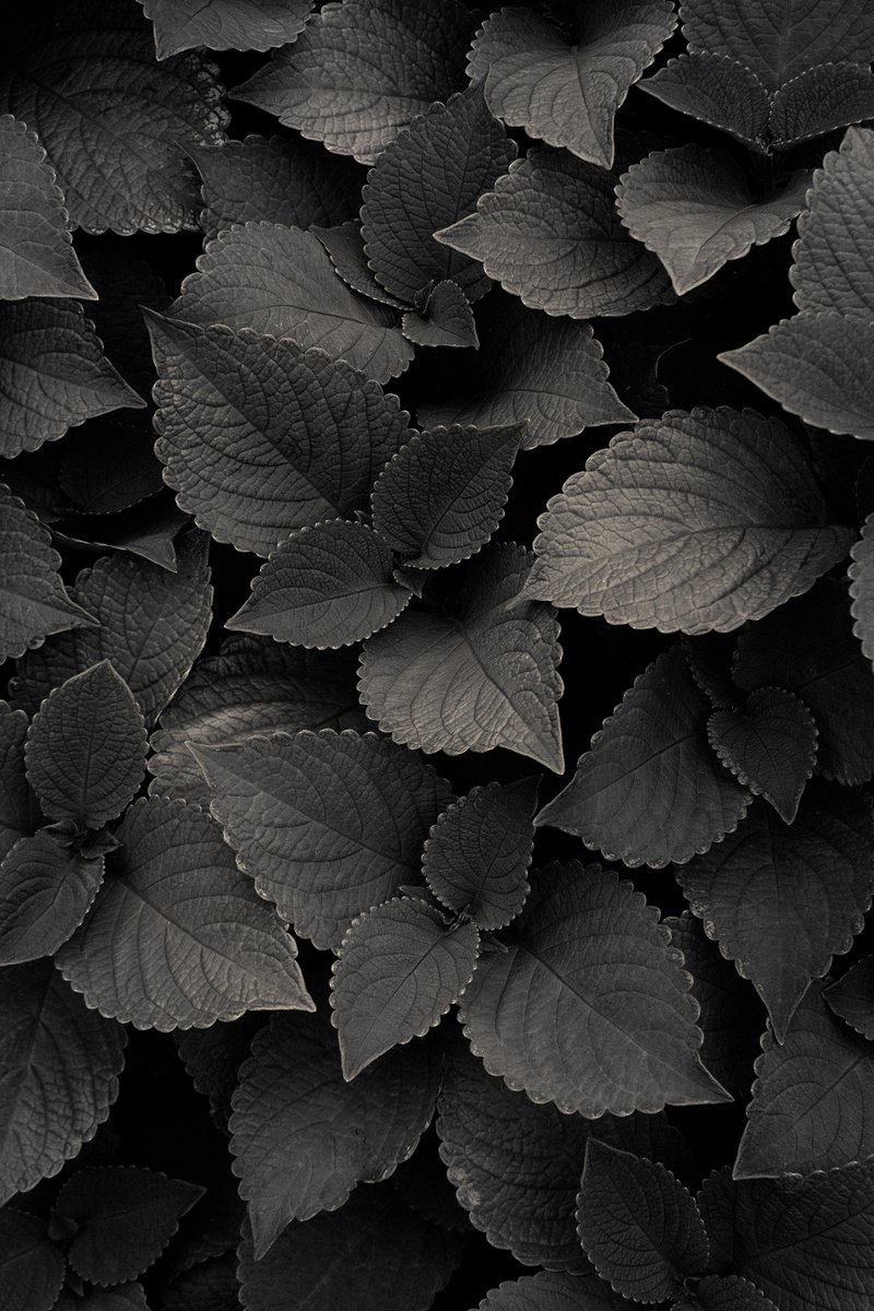 Photorealistic Botanical Photograph By Robert Tolchin, 16 X 20", Botanical #365 (Red Coleus), Original Artwork