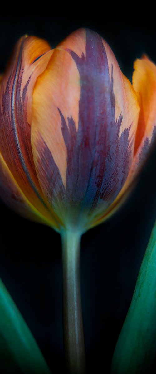 Tulip 12 by MICHAEL FILONOW