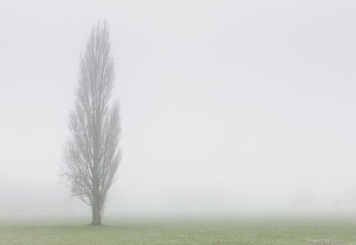 London Fog VII by Tom Hanslien