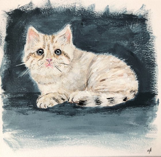 Kitten for adoption