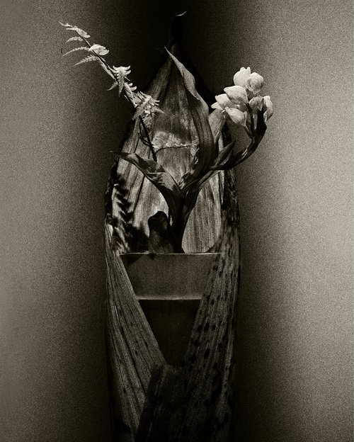“Portrait” #002 -Cephalanthera falcata, Fern, Bamboo- by Keiichiro Muramatsu