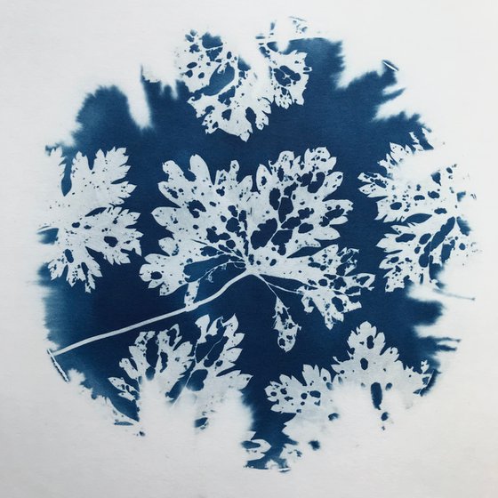 Cyanotype with Winter Leaves 25
