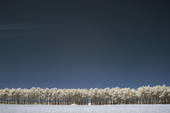 Pine trees, Odeciexe, Portugal