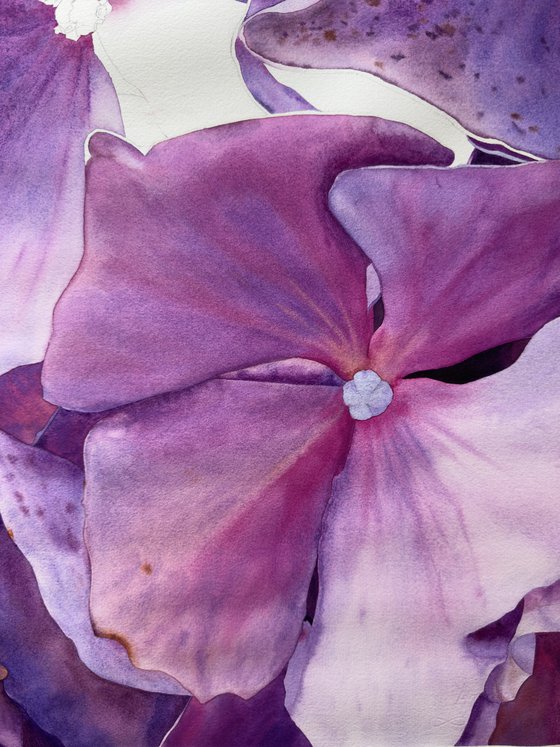 Miss Hydrangea