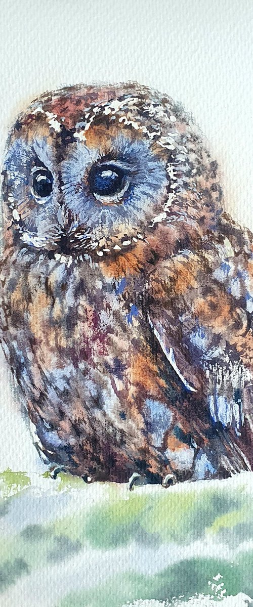 Owl by Natasha Sokolnikova Watercolour Artist