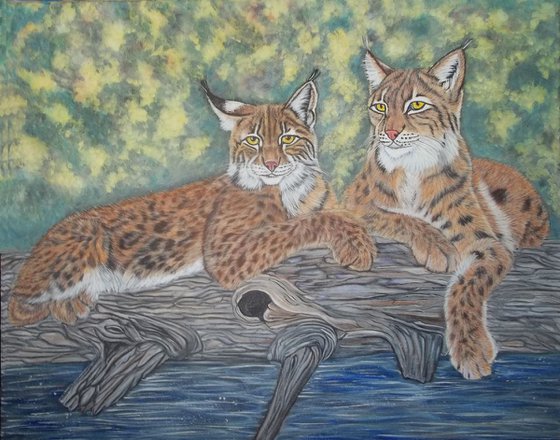 Two Bobcats, Lynxes