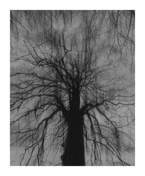The Wind Blows I
