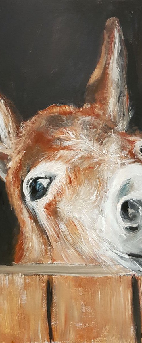 Donkey by Els Driesen