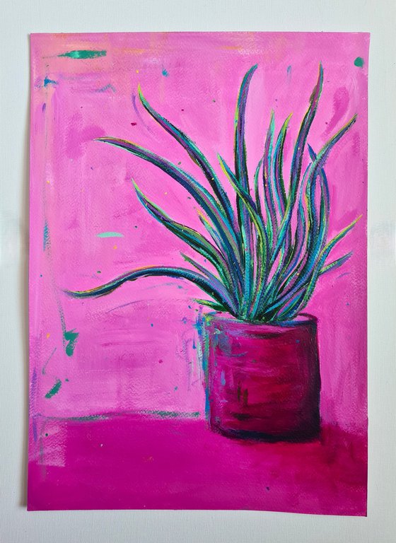 House Plant