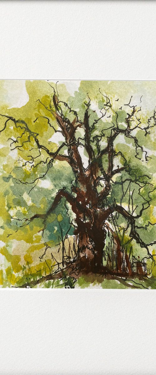 Oak tree watercolour by Teresa Tanner