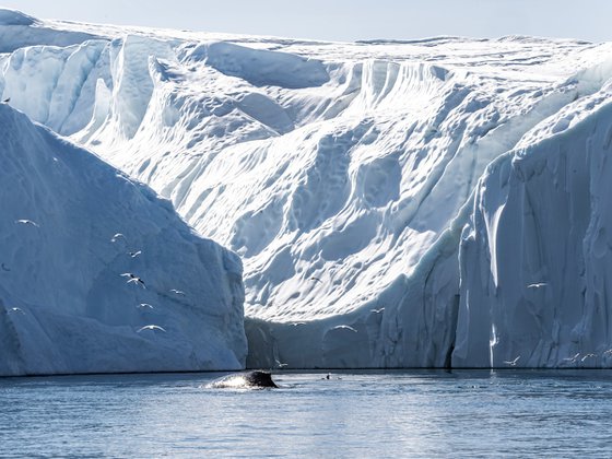 GLIMPSES OF WHALE