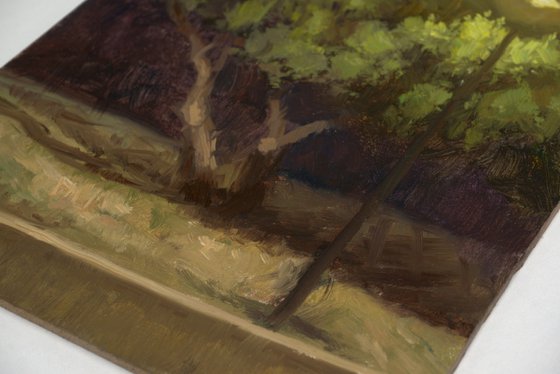 Night in the park