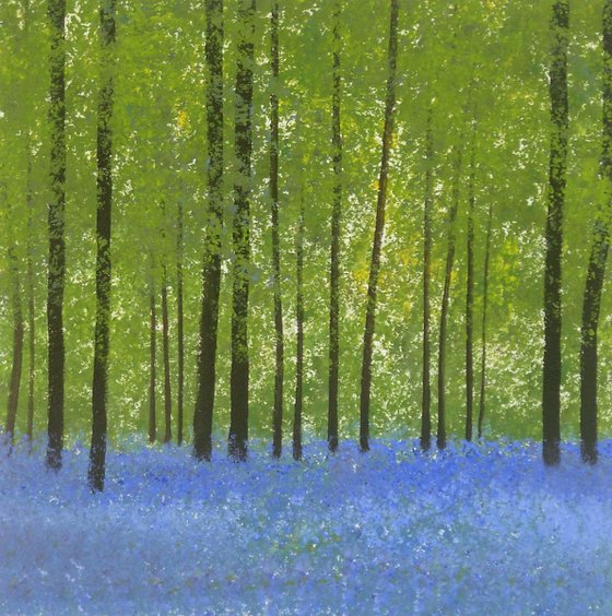 Bluebell Woods 5