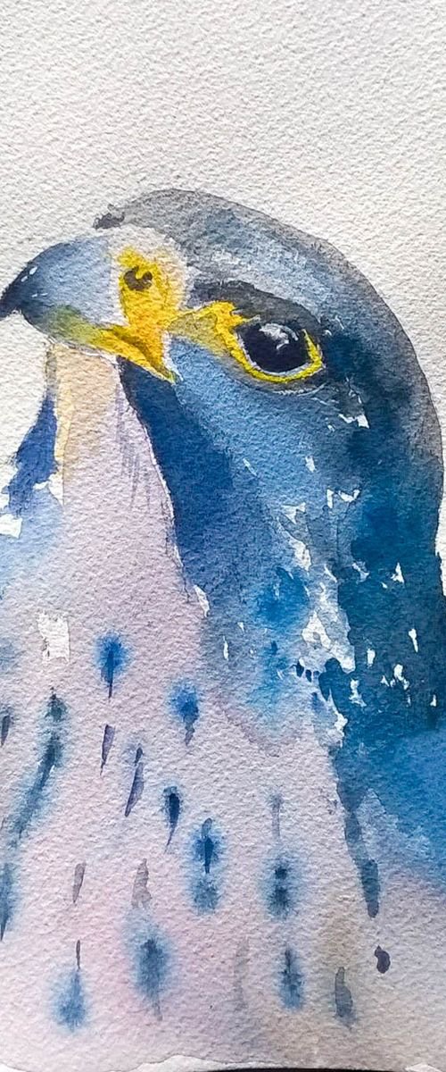 Peregrine Falcon by Flavio Furlan